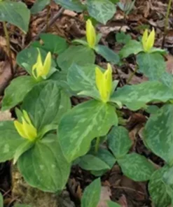 Yellow Trillium Luteum Perennial Wildflower 2 Pack Yellow Blooms for Woodland Gardens