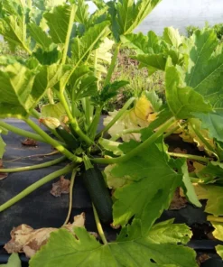 Zumpkin Zucchini Summer Squash Open-pollinated (20 seeds)