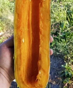 Zumpkin Zucchini Summer Squash Open-pollinated (20 seeds)