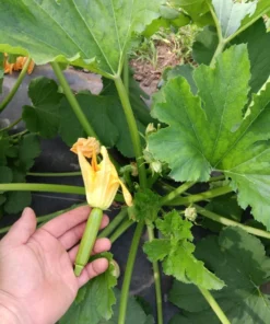 Zumpkin Zucchini Summer Squash Open-pollinated (20 seeds)