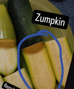 Zumpkin Zucchini Summer Squash Open-pollinated (20 seeds)