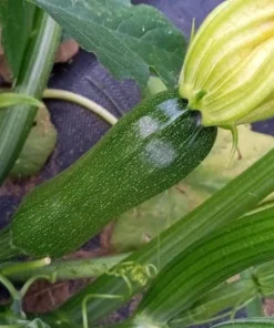 Zumpkin Zucchini Summer Squash Open-pollinated (20 seeds)