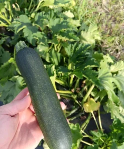 Zumpkin Zucchini Summer Squash Open-pollinated (20 seeds)