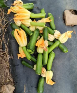 Zumpkin Zucchini Summer Squash Open-pollinated (20 seeds)