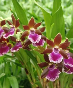Zygopetalum Debbie De Mello 'Honolulu Baby' AM/AOS. Fragrant, Orchid Plant Shipped in 2.5" Pot