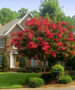 1 Live Red Crape Myrtle Tree /Shrub Beautiful Bright Red Blooms 18-24" tall