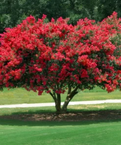 1 Live Red Crape Myrtle Tree /Shrub Beautiful Bright Red Blooms 18-24