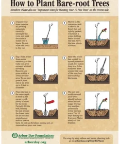 1 Live Red Crape Myrtle Tree /Shrub Beautiful Bright Red Blooms 18-24