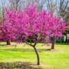 1 Live Redbud Tree Heart Shaped Leaves Beautiful Early Springtime Pink Blooms 1-2ft Tall