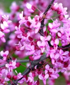 1 Live Redbud Tree Heart Shaped Leaves Beautiful Early Springtime Pink Blooms 1-2ft Tall