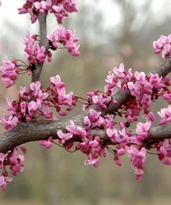 1 Live Redbud Tree Heart Shaped Leaves Beautiful Early Springtime Pink Blooms 1-2ft Tall