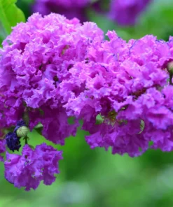 1 Purple Crape Myrtle Tree /Shrub Beautiful Bright Purple Blooms 2 Ft Tall