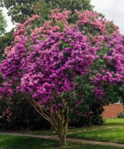 1 Purple Crape Myrtle Tree /Shrub Beautiful Bright Purple Blooms 2 Ft Tall