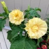 10 Ballerina Yellow Angel Trumpet Seeds for Planting Flowers Seed Brugmansia Datura