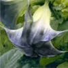 10 Black Angel Trumpet Seeds for Planting Brugmansia Datura Flower Fragrant