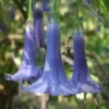 10 Blue Angel Trumpet Seeds for Planting Tropical Flowers Flower Fragrant Small Shrub