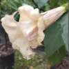 10 Box of Chocolate Angel Trumpet Seeds for Planting Flowers Flower Brugmansia Datura