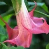 10 Bubble Gum Angel Trumpet Seeds for Planting Flowers Seed Flower Brugmansia Datura