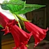 10 Candy Red Angel Trumpet Seeds for Planting Flowers Seed Flower Brugmansia Datura