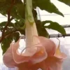 10 Cantaloupe Angel Trumpet Seeds for Planting Flowers Seed Flower Brugmansia Datura