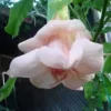 10 DBL Baby Pink Angel Trumpet Seeds for Planting Flowers Seed Flower Brugmansia Datura