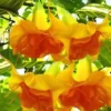 10 DBL Bright Yellow Orange Angel Trumpet Seeds for Planting for Planting Flowers Seed Flower