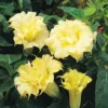 10 DBL Golden Queen Angel Trumpet Seeds for Planting Flowers Seed Brugmansia Datura
