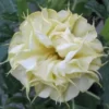 10 DBL Lemon Rose Angel Trumpet Seeds for Planting Flowers Seed Brugmansia Datura