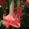 10 Double Pink Angel Trumpet Seeds for Planting Brugmansia Datura Flower Seed