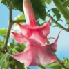 10 Double Pink Rose Angel Trumpet Seeds for Planting Flowers Seed Brugmansia Datura
