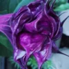 10 Double Queen Rose Angel Trumpet Seeds for Planting Flowers Seed Brugmansia Datura
