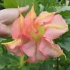 10 Double Yellow Orange Angel Trumpet Seeds for Planting Brugmansia Datura Flower Seed