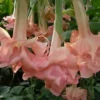 10 Evelyn Rose Angel Trumpet Seeds for Planting Flowers Seed Brugmansia Datura