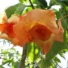 10 Magic Momen Angel Trumpet Seeds for Planting Flowers Seed Flower Brugmansia Datura