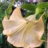 10 Olympic Flame Angel Trumpet Seeds for Planting Flowers Seed Flower Brugmansia Datura