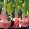 10 Perfect Pink Angel Trumpet Seeds for Planting Flowers Seed Flower Brugmansia Datura