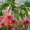 10 Perfektion Angel Trumpet Seeds for Planting Flowers Seed Flower Brugmansia Datura