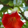 10 Red Angel Trumpet Seeds for Planting Flower Fragrant Shrub Flowers Seed
