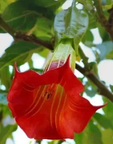 10 Red Angel Trumpet Seeds for Planting Flower Fragrant Shrub Flowers Seed