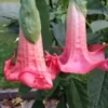 10 Red Prince Angel Trumpet Seeds for Planting Flowers Seed Flower Brugmansia Datura