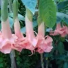 10 Salmon Perfect Angel Trumpet Seeds for Planting Flowers Seed Flower Brugmansia Datura