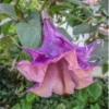 10 Sandra Cansa Angel Trumpet Seeds for Planting Flowers Seed Flower Brugmansia Datura