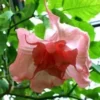 10 Strawberry Milk Angel Trumpet Seeds for Planting Flowers Seed Flower Brugmansia Datura