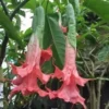 10 Summer Rose Angel Trumpet Seeds for Planting Flowers Seed Flower Brugmansia Datura