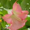 10 Sunset Angel Trumpet Seeds for Planting Flowers Seed Flower Brugmansia Datura