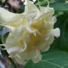 10 Triple Cream Angel Trumpet Seeds for Planting Flowers Seed Flower Brugmansia Datura