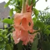 10 Triple Flamango Angel Trumpet Seeds for Planting Flowers Seed Flower Brugmansia Datura