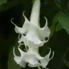 10 Triple White Angel Trumpet Seeds for Planting Flowers Seed Flower Brugmansia Datura