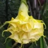 10 Triple Yellow Angel Trumpet Seeds for Planting Flowers Seed Flower Brugmansia Datura