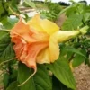 10 Tsunami Angel Trumpet Seeds for Planting Flowers Seed Flower Brugmansia Datura